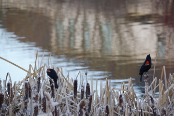 Pair of Red-winged Blackbirds perched on cattail overlooking serene pond