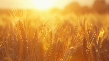 Obraz premium Rural Summer Scene Golden Wheat Field Bathed in Sunlight at Sunset