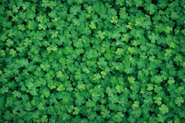 Top view of clover leaves, vibrant green clover leaves background pattern.