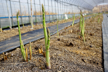 asparagus farm