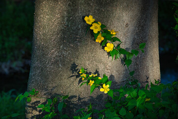 春になると、山地で濃い黄色い花が目を引くヤマブキ - obrazy, fototapety, plakaty