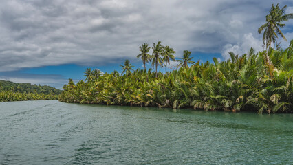 Impenetrable thickets of palm trees grow on the banks of a tropical river. The riverbed bends. Ripples on the turquoise water. Clouds in the blue sky. Philippines. Bohol Island. Loboc River  