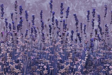 Blooming lavender fields