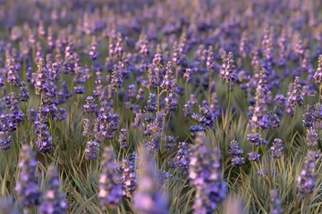 Blooming lavender fields