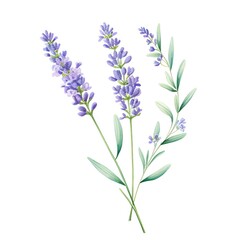 Fototapeta na wymiar Watercolor of a lavender flower, with a focus on its intricate details and soothing color, promoting calm and tranquility