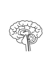脳の断面図 イラスト | Human brain cross section illustration