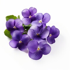 Beautiful Violets isolated on white background