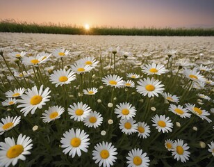 Beautiful fully bloomed daisy flower field for background 