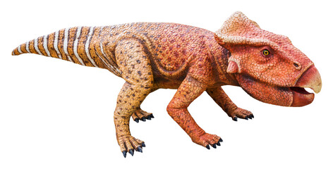 Leptoceratops is a herbivore genus of primitive Ceratopsia or Ceratopia dinosaurs from the late Cretaceous Period