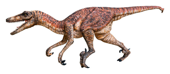 Velociraptor (Raptor) is a carnivore genus of small dromaeosaurid dinosaur that lived in Asia during the Late Cretaceous epoch