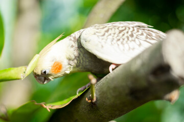 a less vibrant orange cheek patch.  the female  Cockatiel Nymphicus commonly retains the horizontal barring on the underside of her tail feathers.