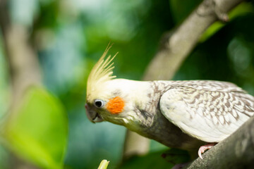 a less vibrant orange cheek patch.  the female  Cockatiel Nymphicus commonly retains the horizontal...