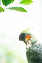  spots on the underside of his tail feathers and wings. The grey feathers on his cheeks  Cockatiel Nymphicus and  Cockatiel Nymphicus crest are replaced by bright yellow feathers