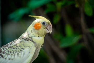  yellow spots on the ventral surface of the primary flight feathers of their wings,Nymphicus hollandicus  a grey coloured crest and face, Nymphicus hollandicus a dull orange patch on each of Nymphicus