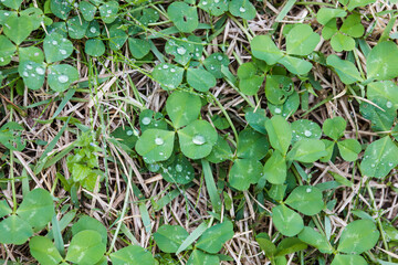 A three-leaf clover whose flower language means happiness. A shamrock with raindrops forming on it....