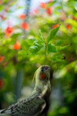 Adult  Cockatiel Nymphicus with common coloring (grey body with yellow head) Cockatiel Nymphicus are sexually dimorphic, Cockatiel Nymphicus though to a lesser degree than many other avian species