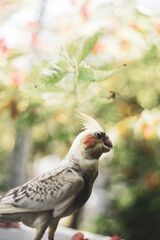  Nymphicus hollandicus display horizontal yellow stripes or bars on the ventral surface of their tail feathers