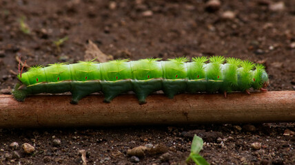  oruga Eacles imperialis cuetano
