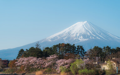 Japan beautiful landscape Mountain Fuji cherry blossom sakura at Lake kawaguchiko in japan. - 793558601