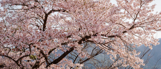 Beautiful sakura flower (cherry blossom) in spring. sakura tree flower on blue sky. - 793559221