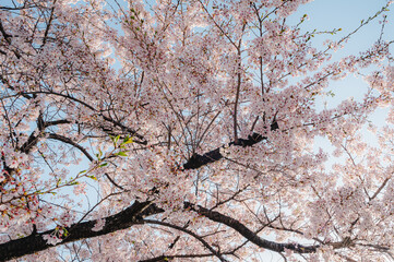 Beautiful sakura flower (cherry blossom) in spring. sakura tree flower on blue sky. - 793559250