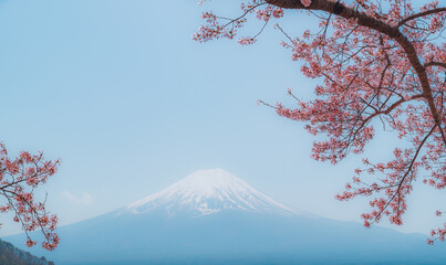 Japan beautiful landscape Mountain Fuji cherry blossom sakura at Lake kawaguchiko in japan. - 793559424