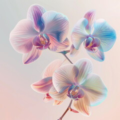 orchids