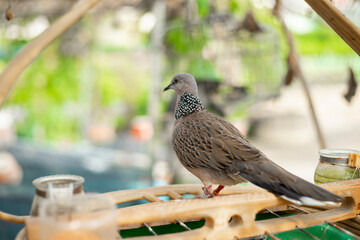 Spotted dove species was formerly included in the genus Streptopelia with other turtle-doves, but Spotted dove studies suggest that they differ from typical members of that genus