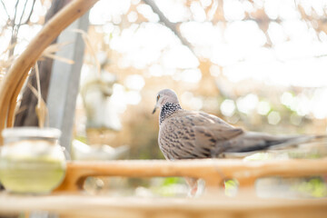 Spotted dove species was formerly included in the genus Streptopelia with other turtle-doves, but...