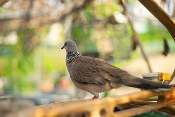 Spotted dove become visible when the bird takes off. Sexes Spotted dove are similar