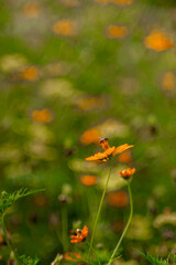 Sulfur cosmos,Cosmos bipinnatus,Cosmos or Yellow Cosmos and green leaf is background, Cosmos sulphureus is also known as sulfur cosmos and yellow cosmos. Beautiful flower with orange color,