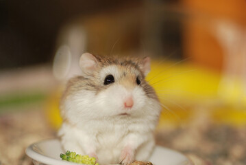 Roborovski hamster is in the food bowl