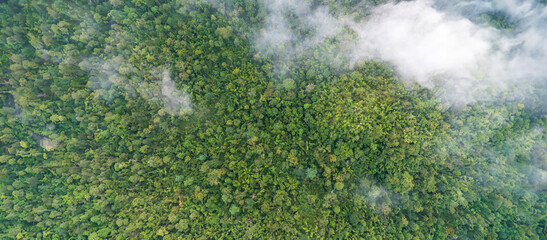 Tropical forests can absorb large amounts of carbon dioxide from the atmosphere. - 793565650
