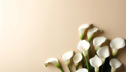 White calla lily on peach background, Floral flat lay for design with copy space.