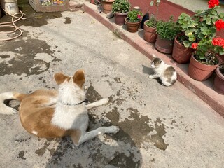 dog,cat, animal,nature,green,plant,flowers