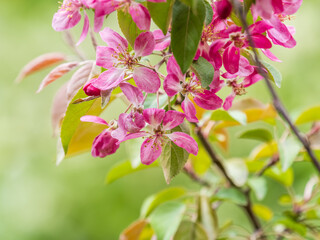 Fresh pink flowers of a blossoming apple tree with blured background