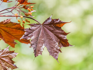 Tree branch with dark red leaves, Acer platanoides, the Norway maple Crimson King. Red Maple acutifoliate Crimson King, young plant with green background.