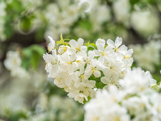 White blossoming apple trees in the sunset light. Spring season, spring colors.