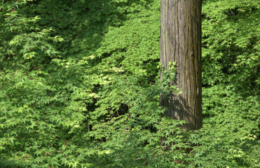 新緑の東福寺　境内の若もみじ 　京都市東山区