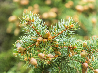 Naklejka na ściany i meble Closeup of fir branches with young buds. Spring nature concept. Fir branches with fresh shoots