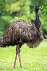 The emu is a species of flightless bird endemic to Australia, where it is the largest native bird.