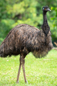 The emu is a species of flightless bird endemic to Australia, where it is the largest native bird.