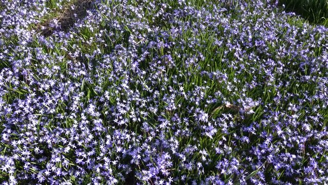 Stockholm, Sweden Purple spring flowers, Scilla forbesii, growing in a park in the Skarholmen ethnic residential district.