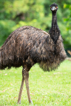 The emu is a species of flightless bird endemic to Australia, where it is the largest native bird.