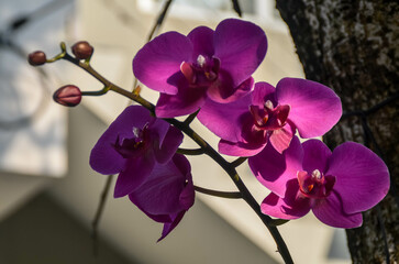 pink orchid on black background