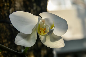 white orchid