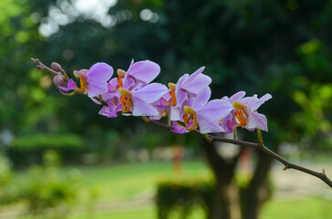 orchid