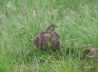 草原に現れた雷鳥