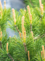 Green small pine trees with fresh shoots in spring or summer