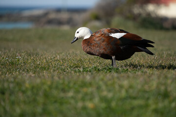 Female paradise shelduck in grass at Oamaru Harbour.